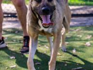 Baloo Photo