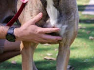 Baloo Photo
