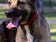 Baloo Photo