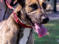 Baloo Photo