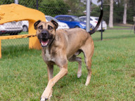 Baloo Photo
