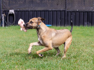 Baloo Photo