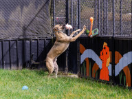 Baloo Photo