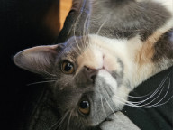 Miss Muppet Photo