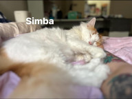 Simba Photo