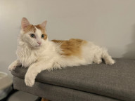 Simba Photo