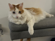 Simba Photo
