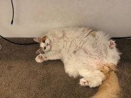 Simba Photo