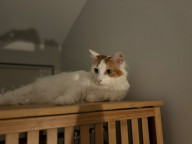 Simba Photo