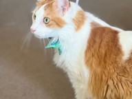 Simba Photo