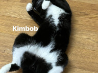 Kimbap Photo