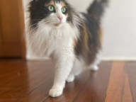 Meeko Photo