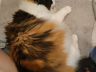 Meeko Photo