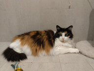 Meeko Photo