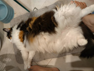 Meeko Photo