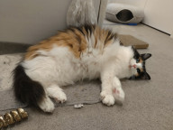 Meeko Photo