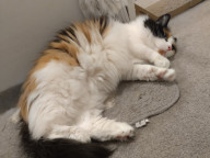 Meeko Photo