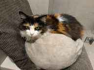 Meeko Photo