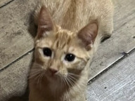 Honey Photo