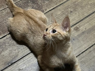 Honey Photo