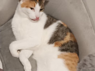 Gigi Photo