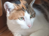 Gigi Photo
