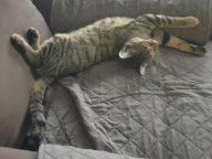 Tigger Photo