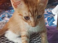 Asher Photo