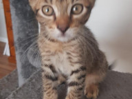Apollo Photo