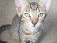 Apollo Photo