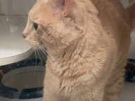 Georgie Photo