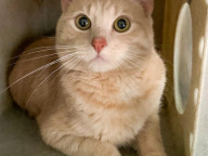 Georgie Photo