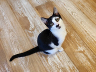 Simon Photo