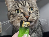 Chilli Photo