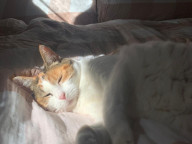 Wonton Photo