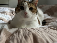 Wonton Photo