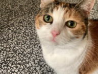 Wonton Photo
