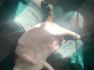 Wonton Photo