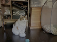 Wonton Photo