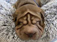 Theodore  Photo