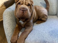 Theodore  Photo