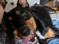 Buddy Photo