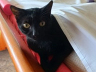 Tuna Photo