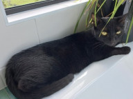 Tuna Photo