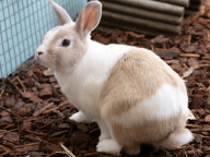 Flopsy Photo