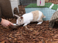 Flopsy Photo
