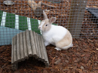 Flopsy Photo