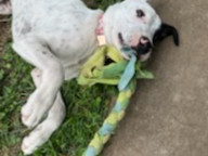 Dottie Photo