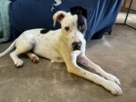 Dottie Photo