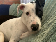 Dottie Photo